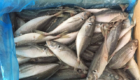 “frozen horse mackerel fish”