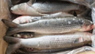 “grey mullet fish”