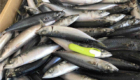"pacific mackerel fish"