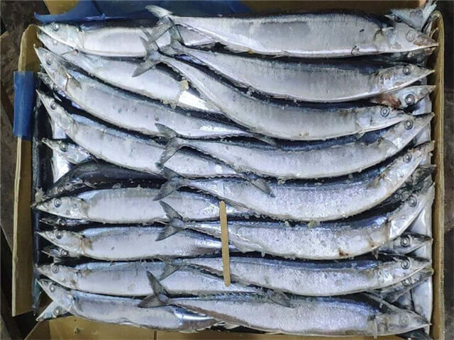 Pacific Saury Mackerel Pike Sanma Fish For Sale