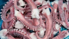 “frozen squid tentacle”